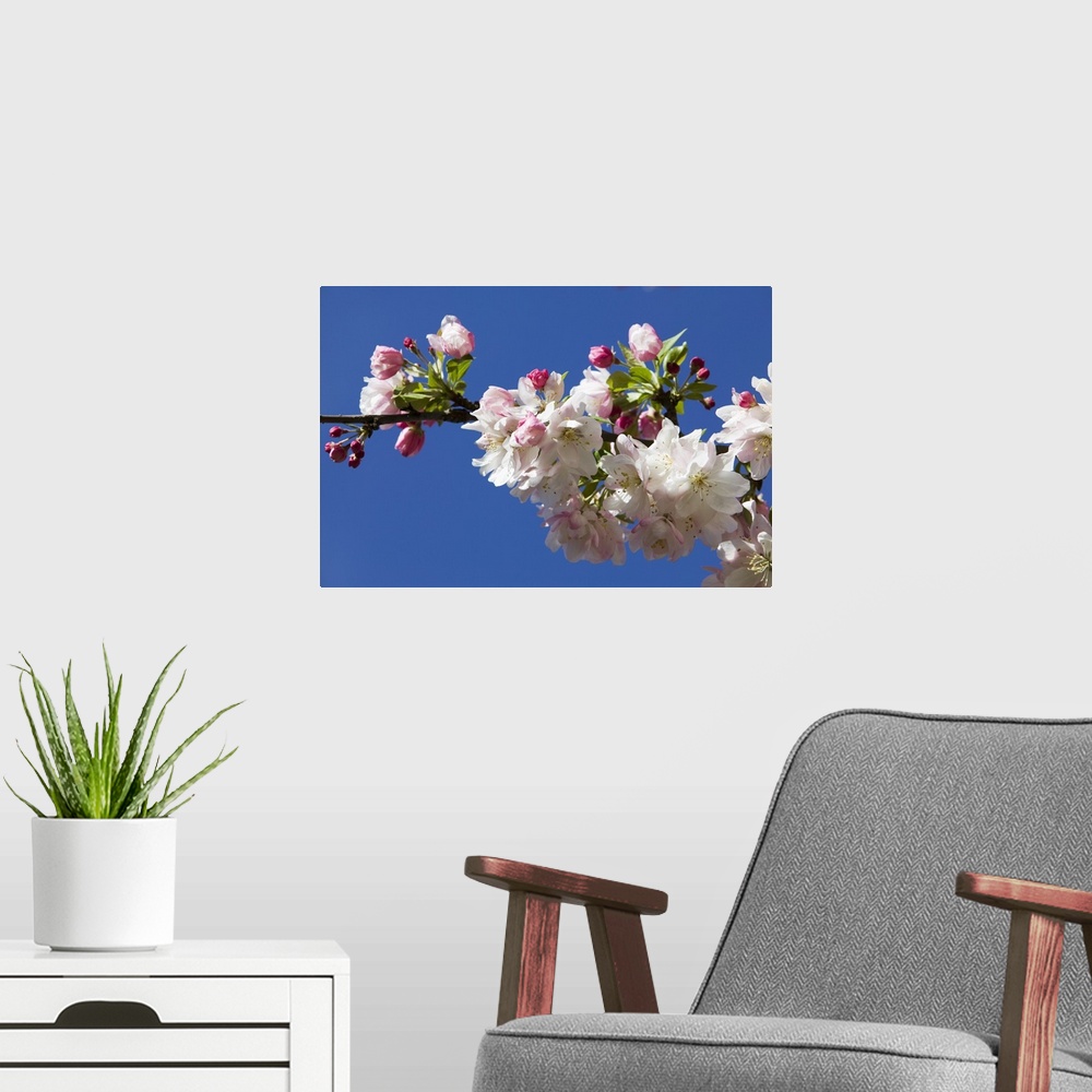 A modern room featuring Low angle view of crabapple flowers (Malus sylvestris) in bloom, blue sky, North Carolina