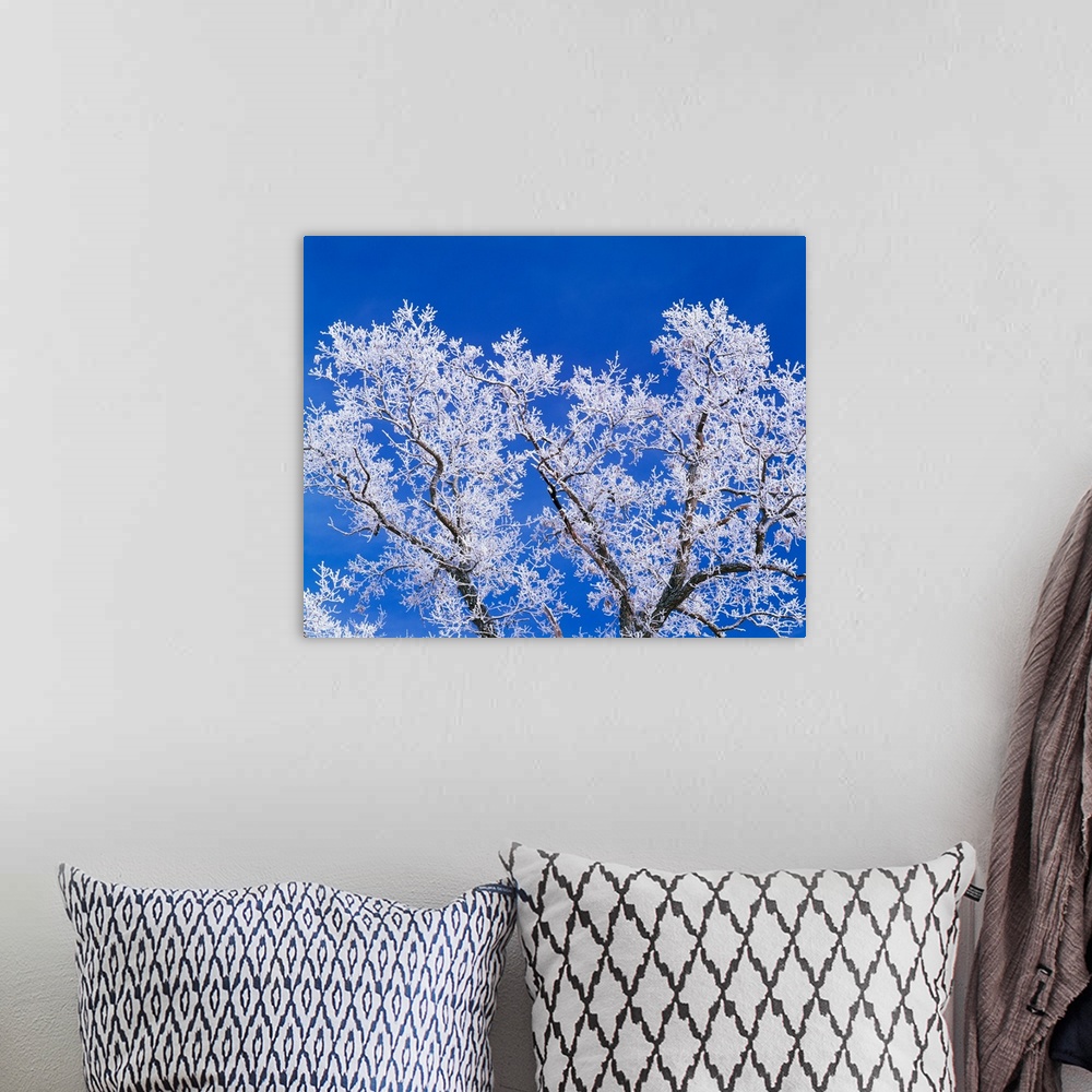 A bohemian room featuring Low angle view of hoarfrost on oak tree branches, blue sky, Iowa