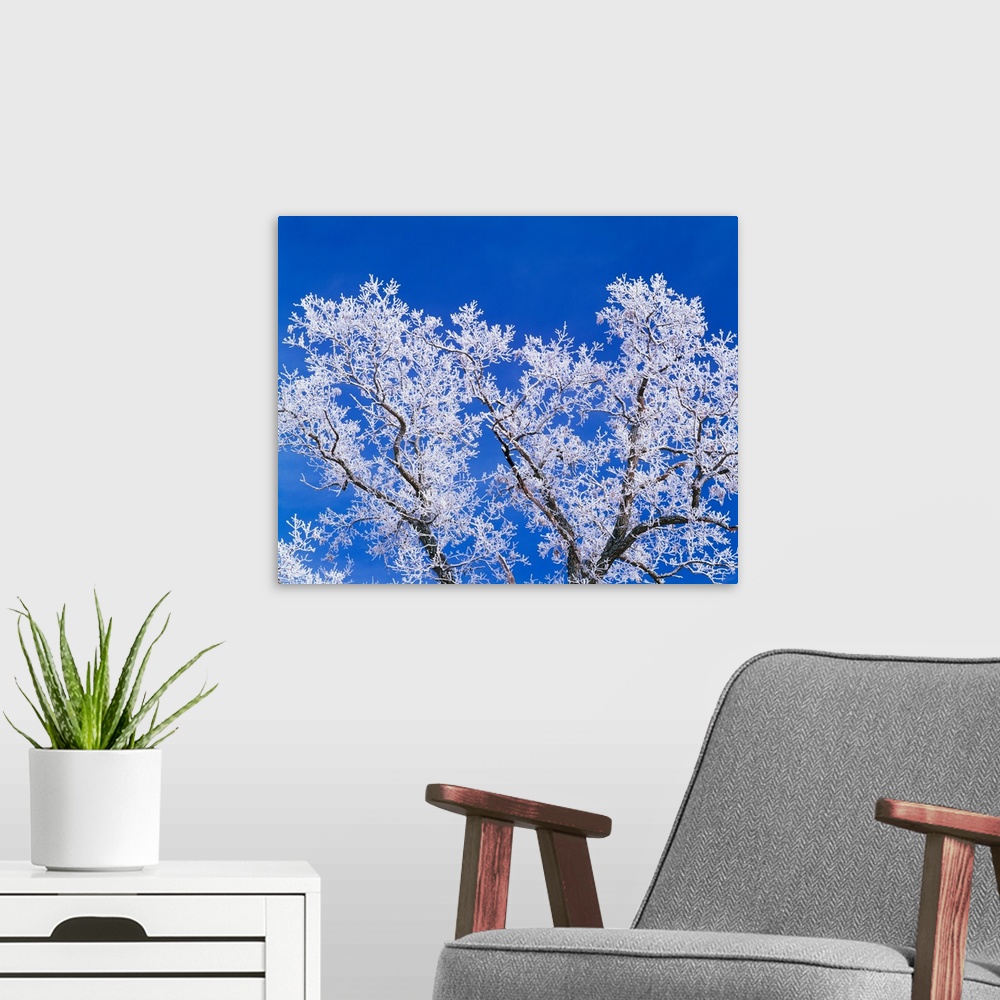 A modern room featuring Low angle view of hoarfrost on oak tree branches, blue sky, Iowa