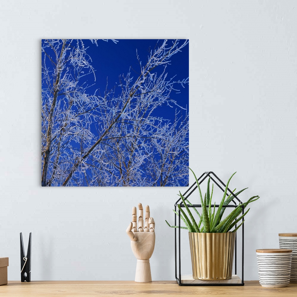 A bohemian room featuring Low angle view of ice on bare tree branches, blue sky, Iowa