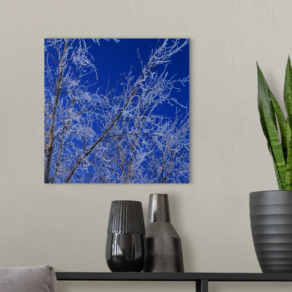 A modern room featuring Low angle view of ice on bare tree branches, blue sky, Iowa