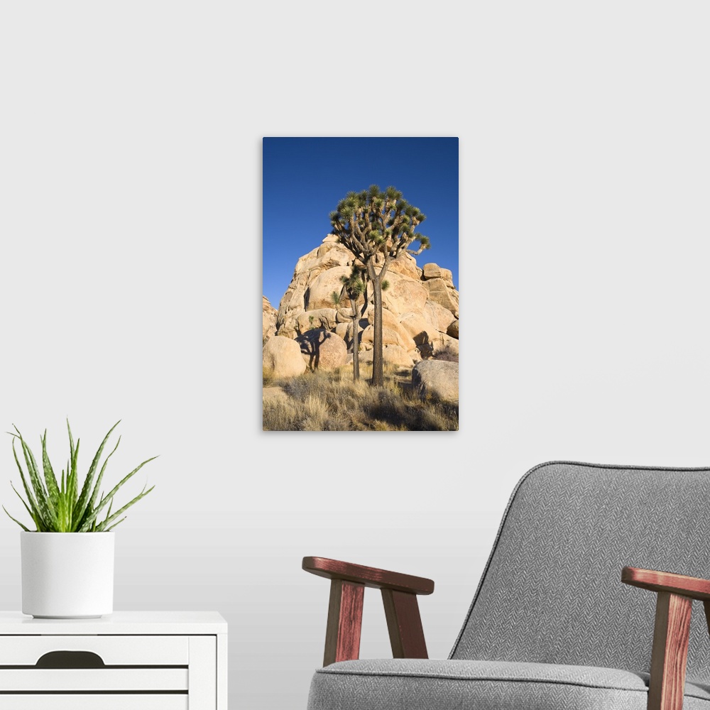 A modern room featuring Low-Angle View Of Joshua Tree In Front Of Cliff