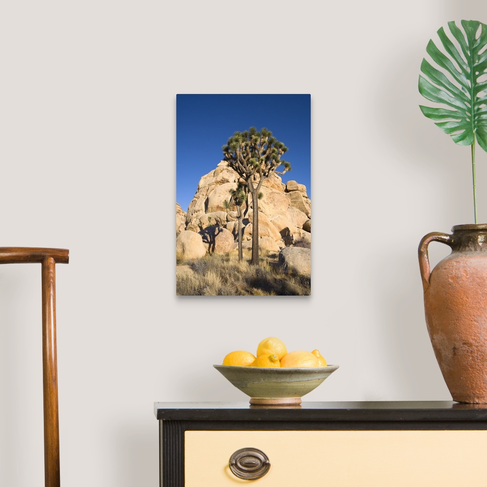 A traditional room featuring Low-Angle View Of Joshua Tree In Front Of Cliff