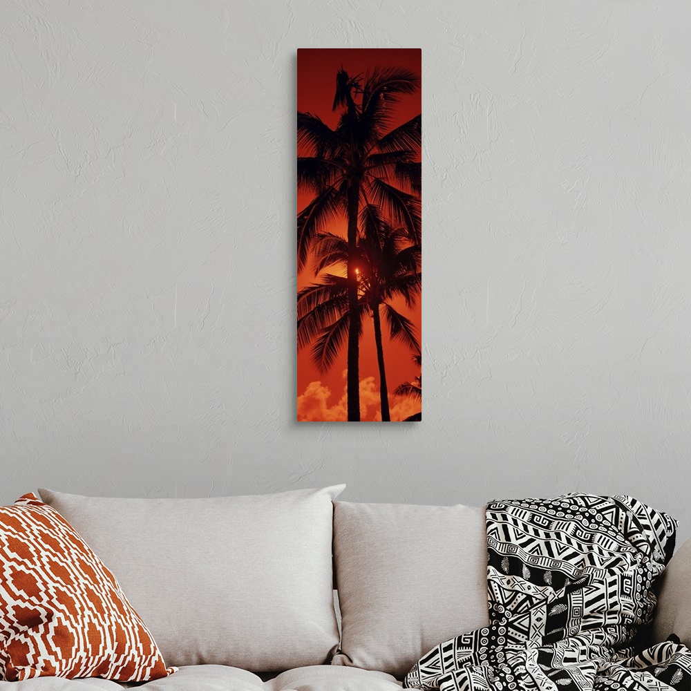 A bohemian room featuring Panoramic photograph shows the tops of a few tropical trees as the rays of the setting sun try an...