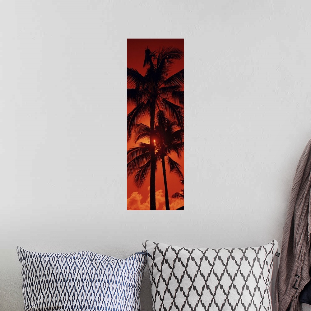 A bohemian room featuring Panoramic photograph shows the tops of a few tropical trees as the rays of the setting sun try an...