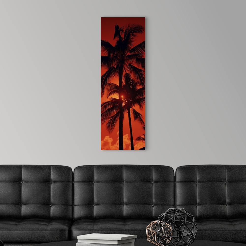 A modern room featuring Panoramic photograph shows the tops of a few tropical trees as the rays of the setting sun try an...