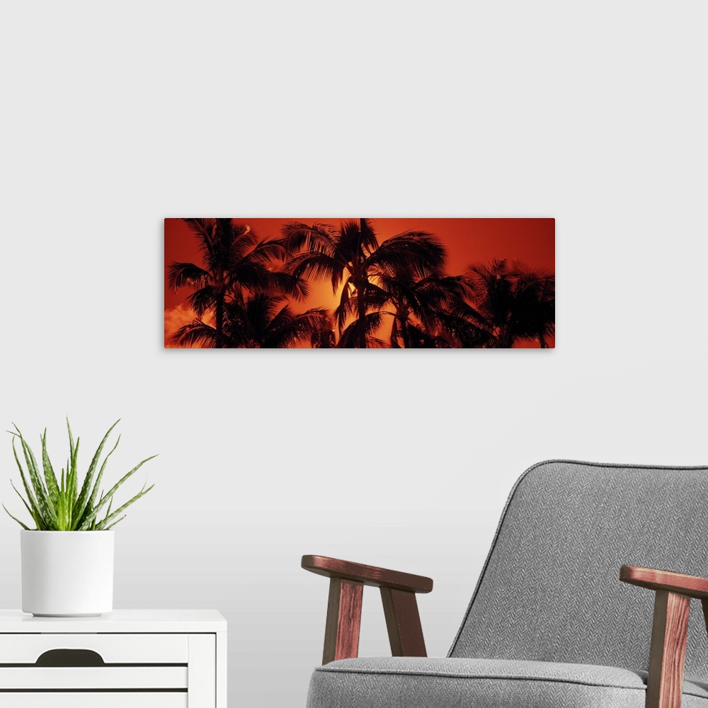 A modern room featuring Large panoramic upward shot of the tops of palm trees at sunset at Kalapaki Beach, Kauai, Hawaii ...