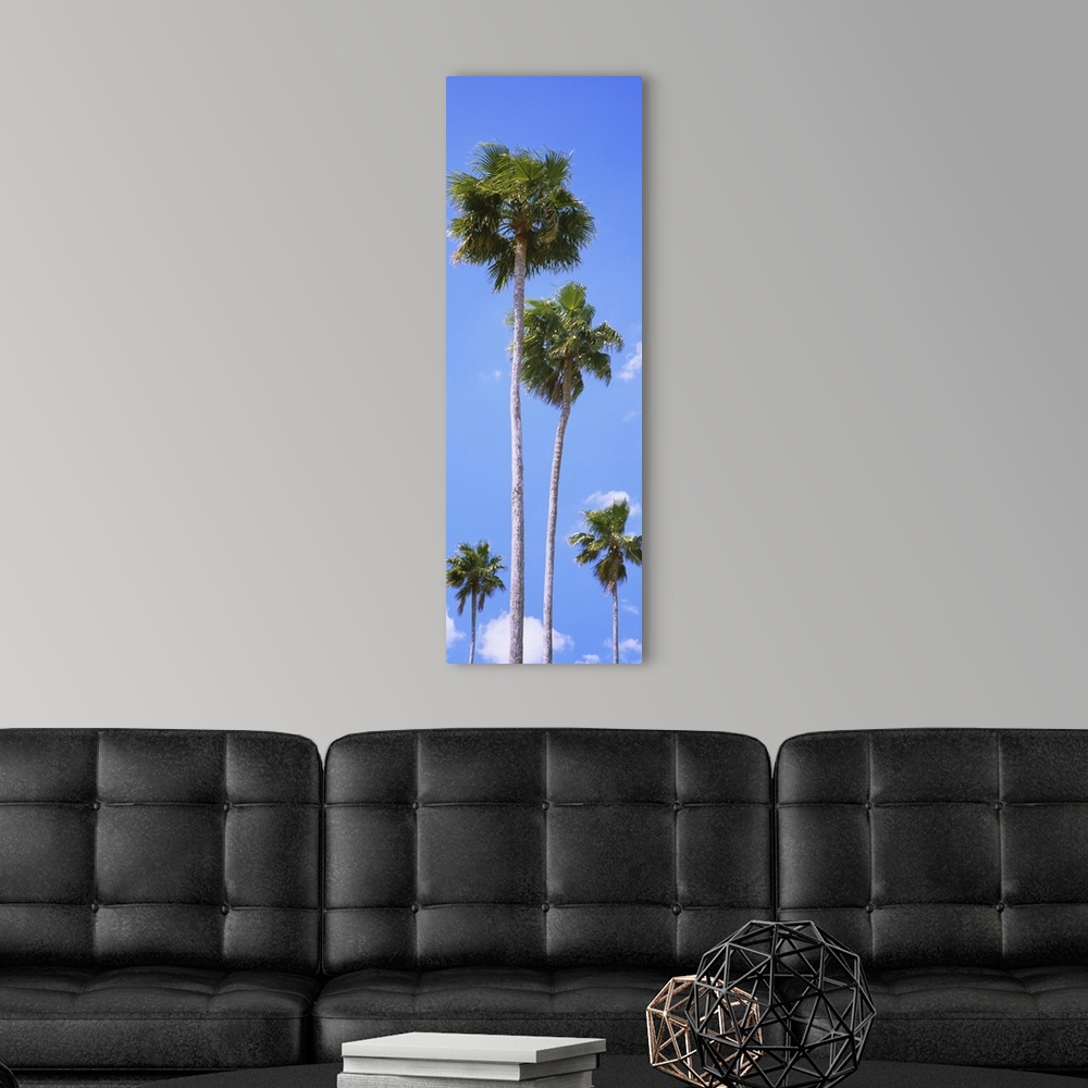 A modern room featuring Low angle view of palm trees, Florida
