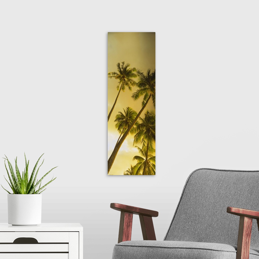 A modern room featuring Vertical panorama of several lush palm trees with long thin trunks in a golden glow of sunlight.