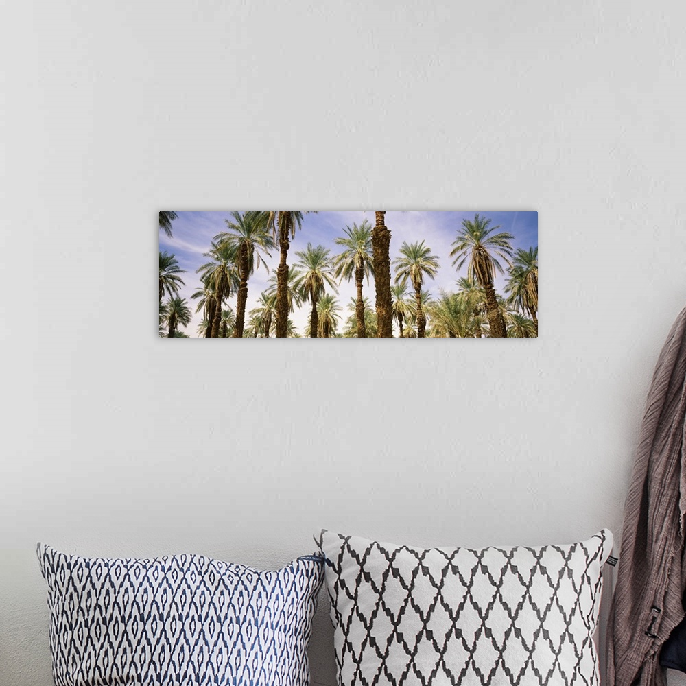 A bohemian room featuring Low angle view of palm trees, Furnace Creek, Death Valley, Death Valley National Park, California,
