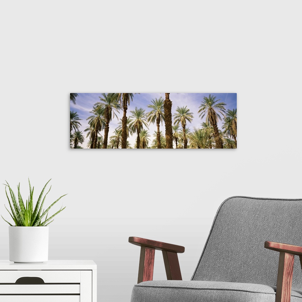 A modern room featuring Low angle view of palm trees, Furnace Creek, Death Valley, Death Valley National Park, California,