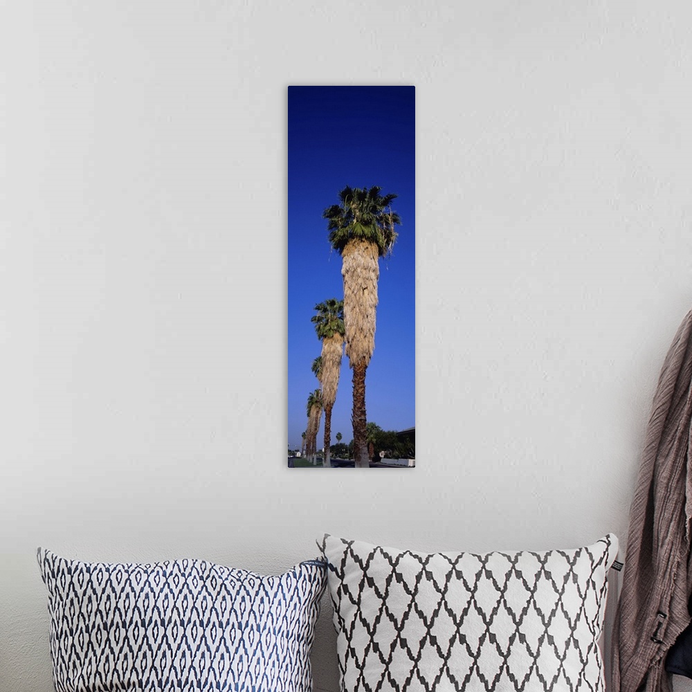 A bohemian room featuring Low angle view of palm trees in a row, Palm Springs, California