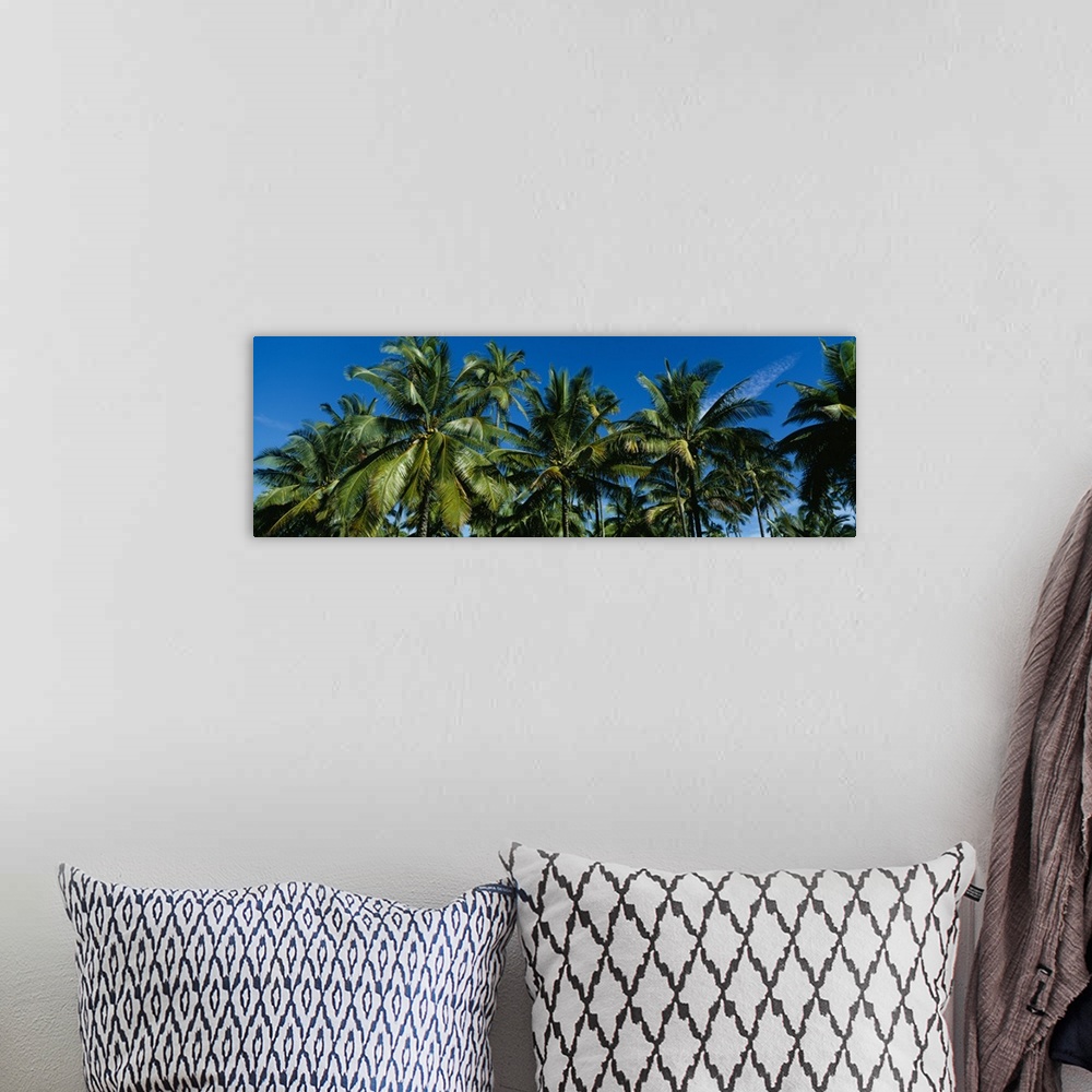 A bohemian room featuring Low angle view of palm trees, Kauai, Hawaii