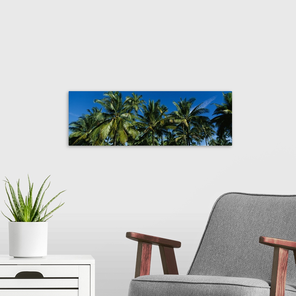 A modern room featuring Low angle view of palm trees, Kauai, Hawaii