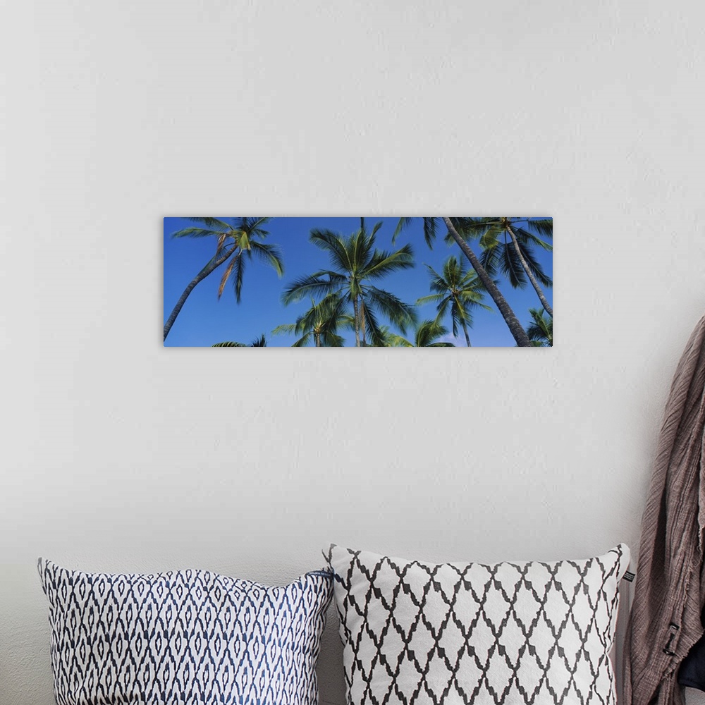 A bohemian room featuring Low angle view of palm trees, Kona Coast, Big Island, Hawaii