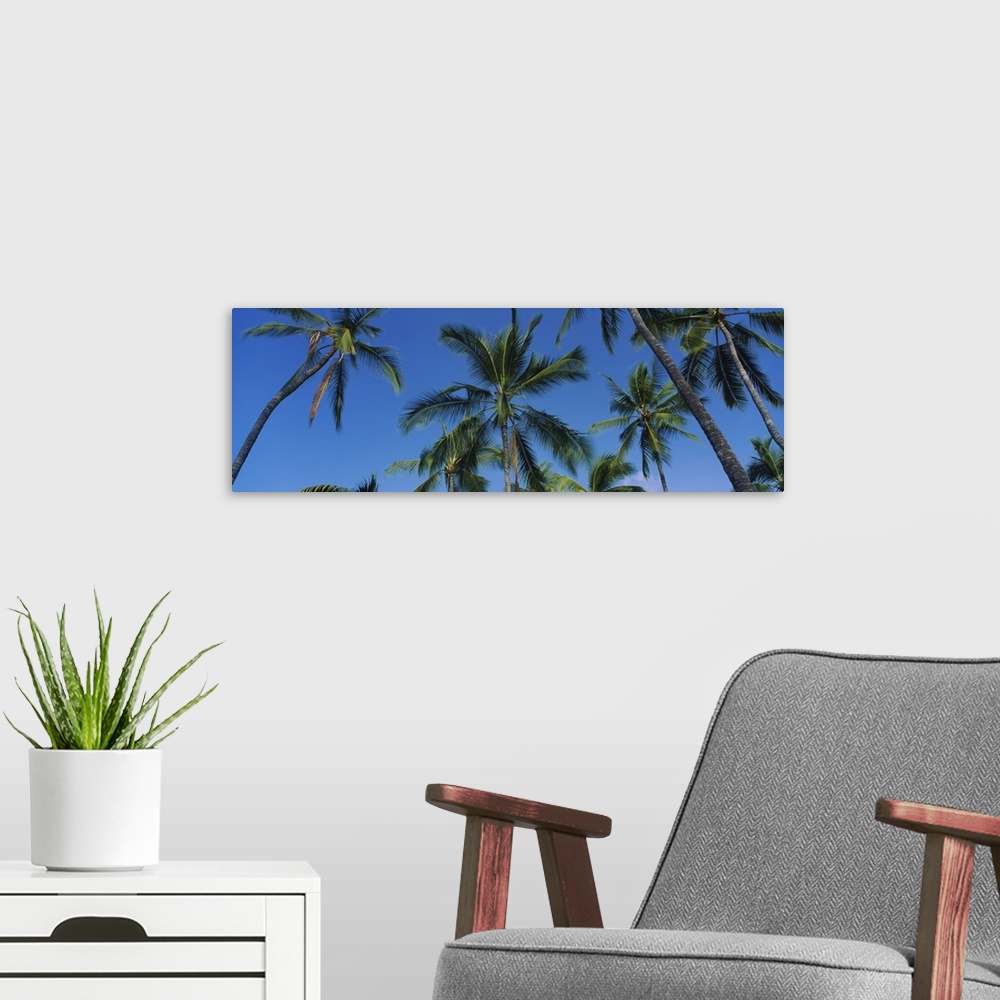 A modern room featuring Low angle view of palm trees, Kona Coast, Big Island, Hawaii