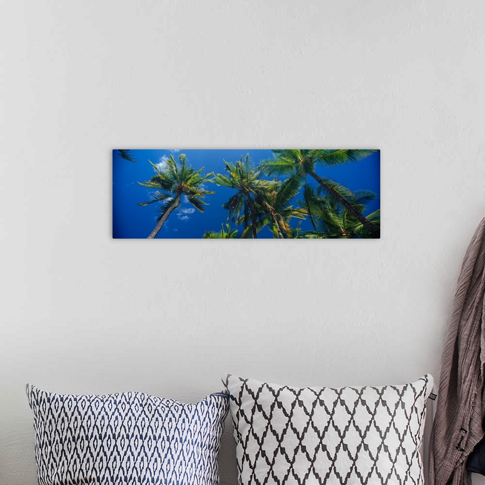 A bohemian room featuring Low angle view of palm trees Maui Hawaii
