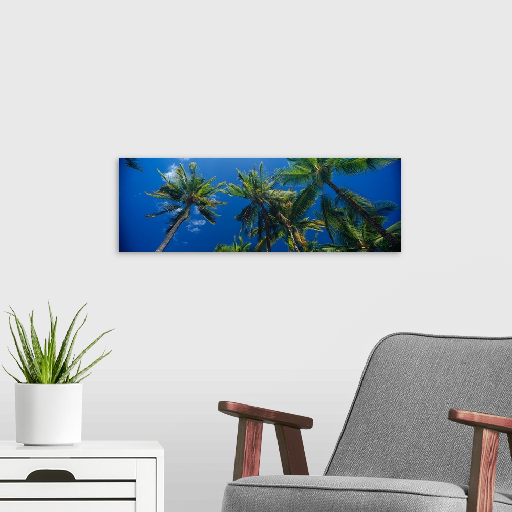 A modern room featuring Low angle view of palm trees Maui Hawaii