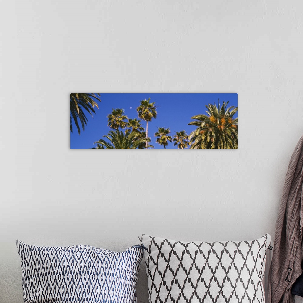 A bohemian room featuring Low angle view of palm trees, Santa Monica, Los Angeles County, California