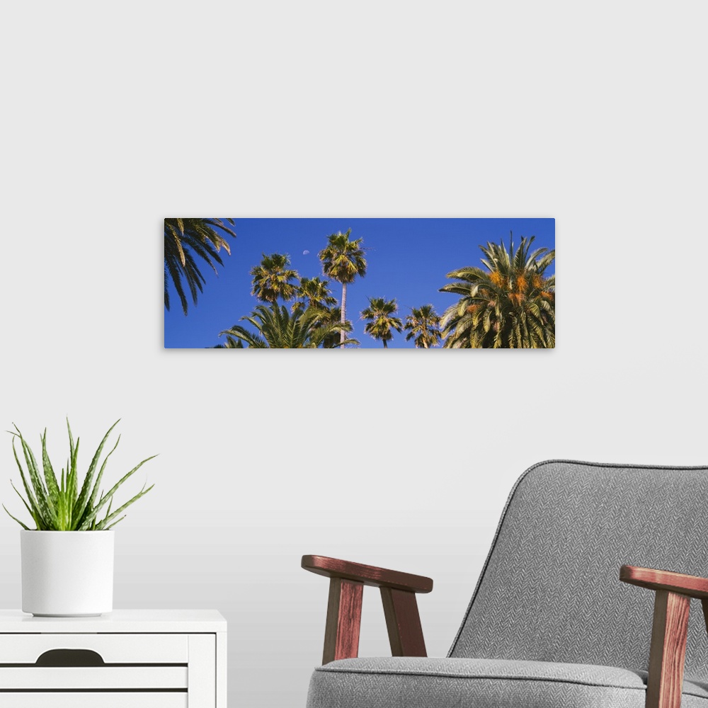 A modern room featuring Low angle view of palm trees, Santa Monica, Los Angeles County, California