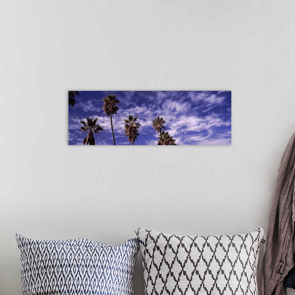 A bohemian room featuring Low angle view of palm trees, Southern California, California, USA