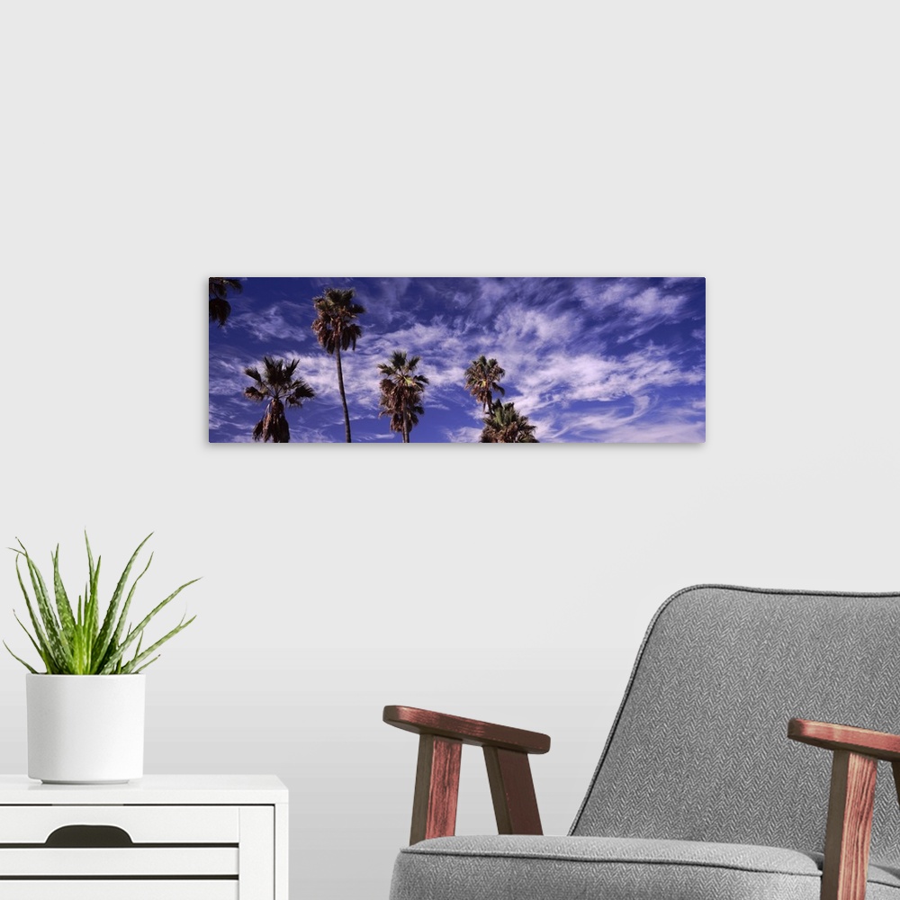 A modern room featuring Low angle view of palm trees, Southern California, California, USA
