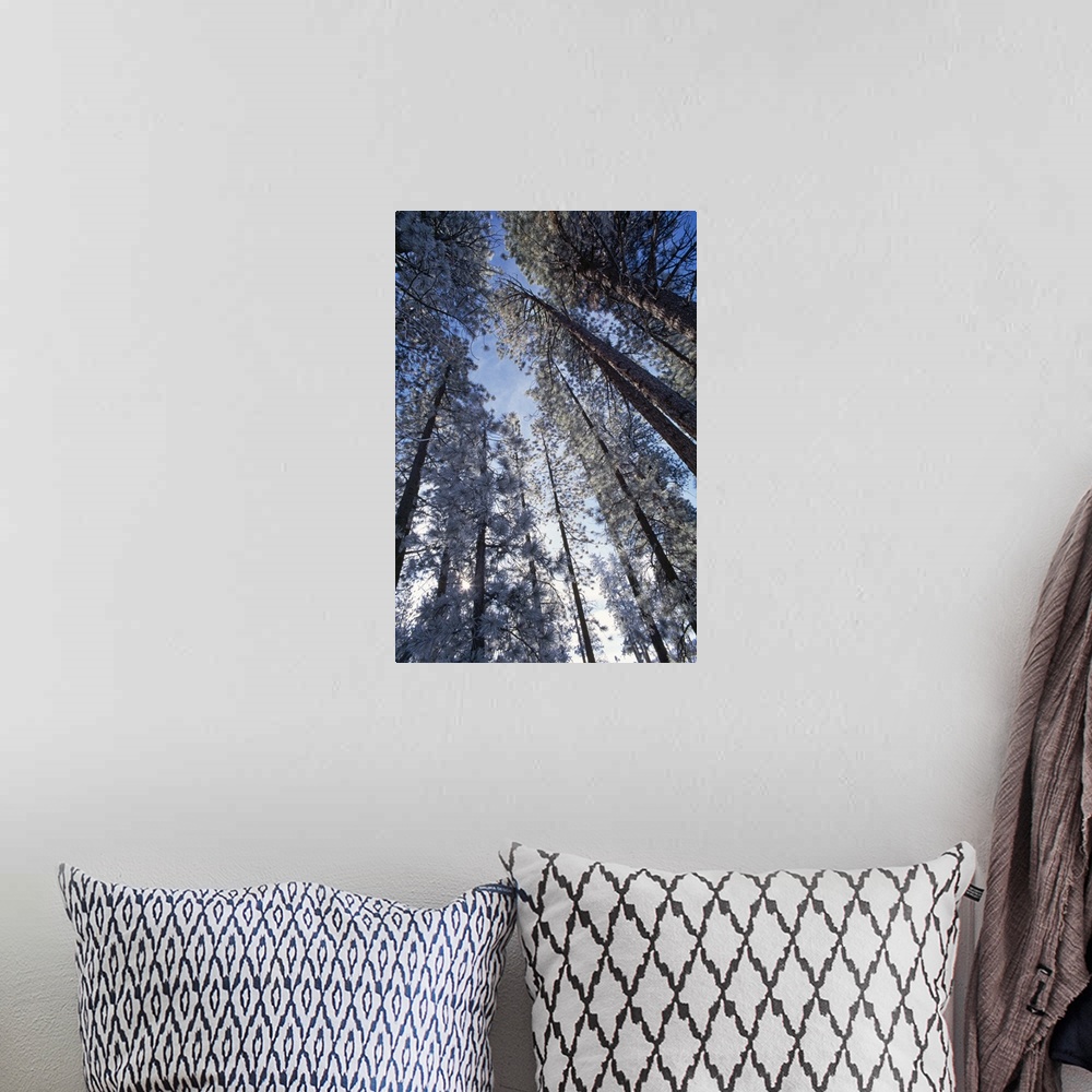 A bohemian room featuring Low Angle View Of Pine Trees