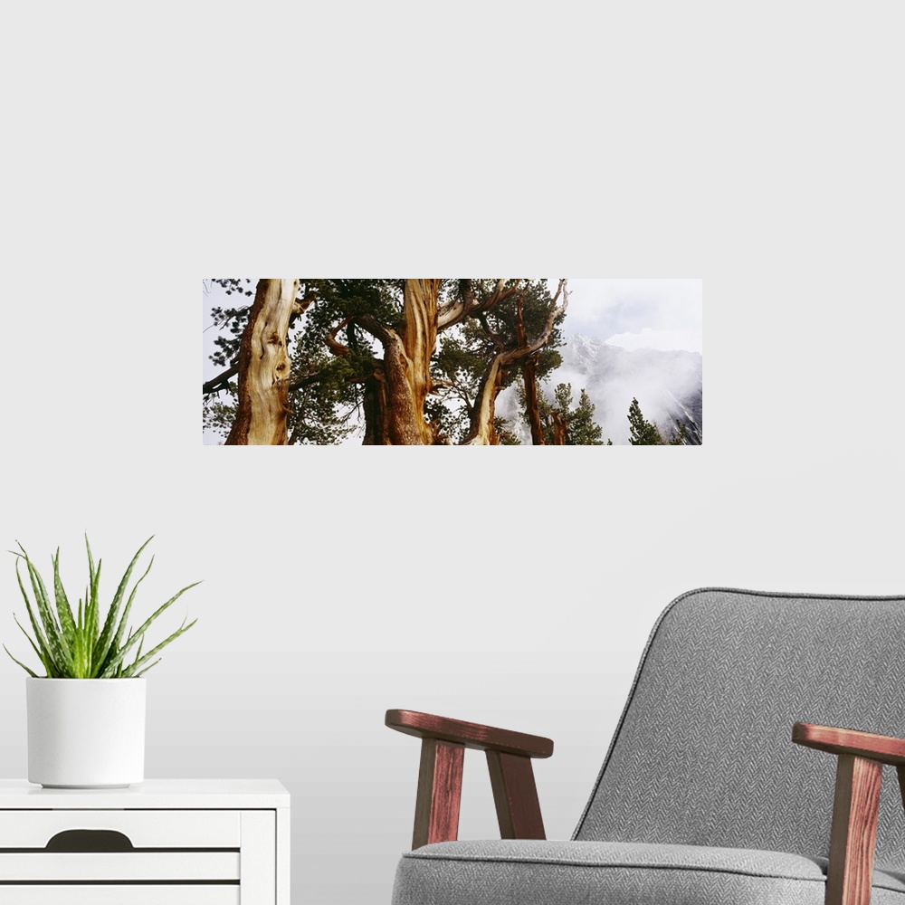 A modern room featuring Low angle view of pine trees in the forest, Californian Sierra Nevada, California