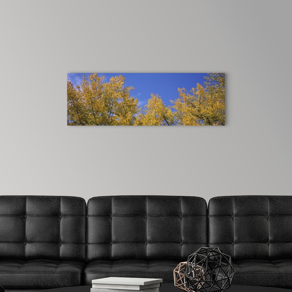 A modern room featuring Low angle view of poplar trees in a forest, Minnesota