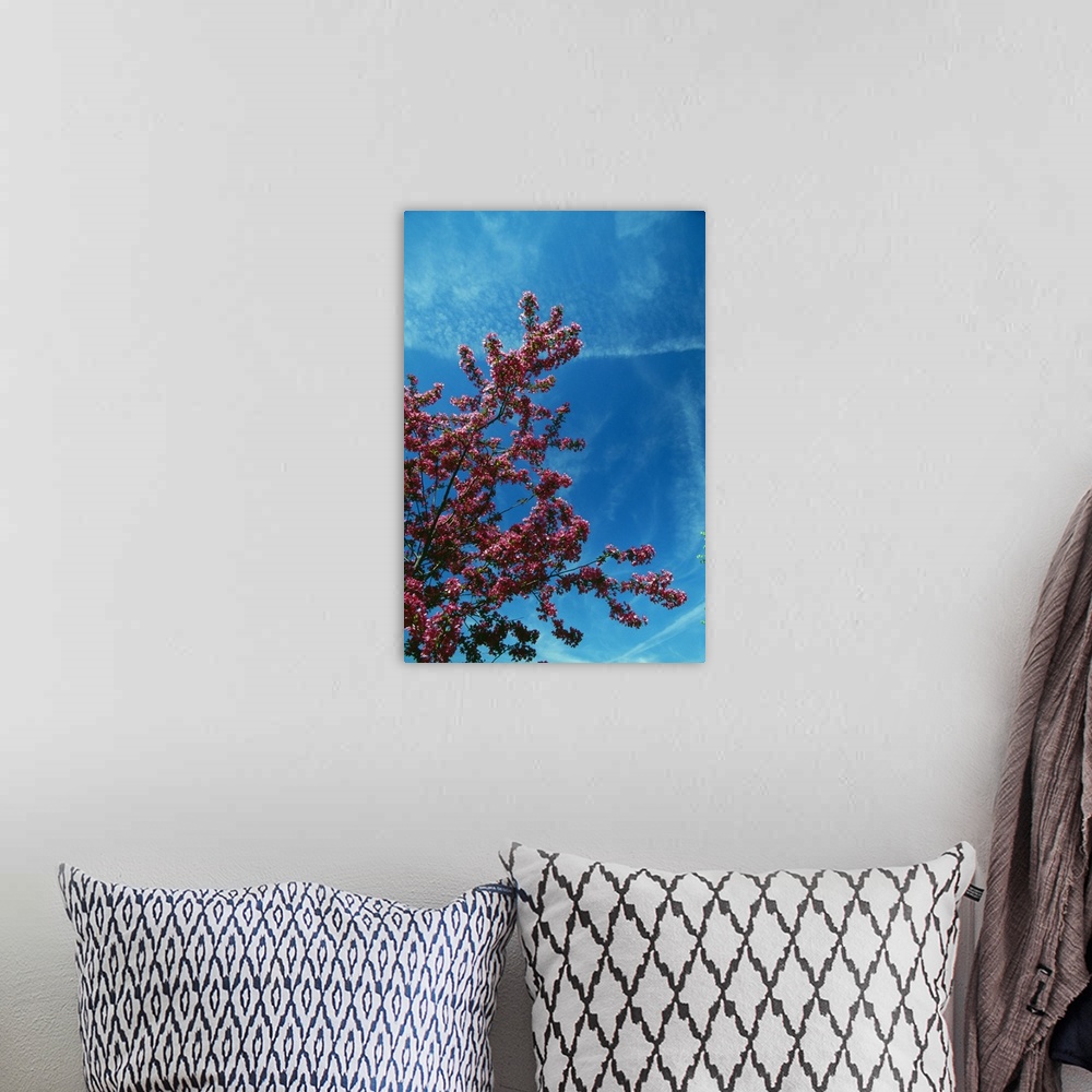 A bohemian room featuring Low angle view of red prairie crabapple flowers (Malus ioensis) blooming on branch, blue sky, New...