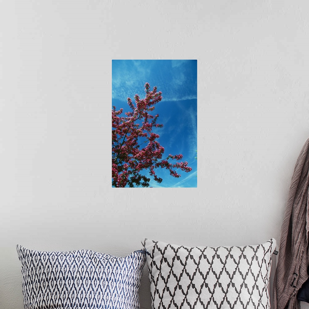 A bohemian room featuring Low angle view of red prairie crabapple flowers (Malus ioensis) blooming on branch, blue sky, New...