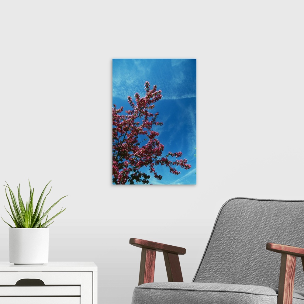A modern room featuring Low angle view of red prairie crabapple flowers (Malus ioensis) blooming on branch, blue sky, New...