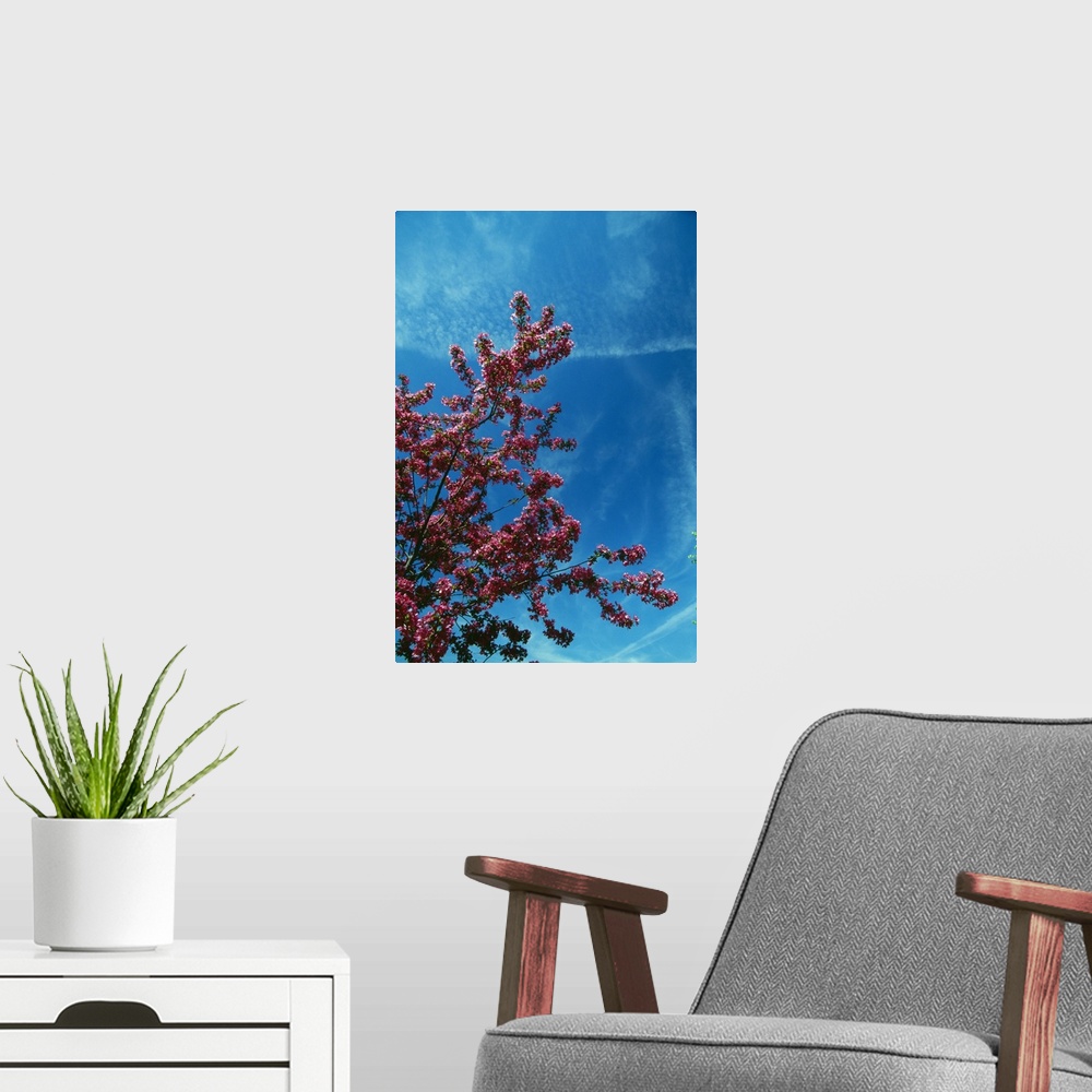 A modern room featuring Low angle view of red prairie crabapple flowers (Malus ioensis) blooming on branch, blue sky, New...