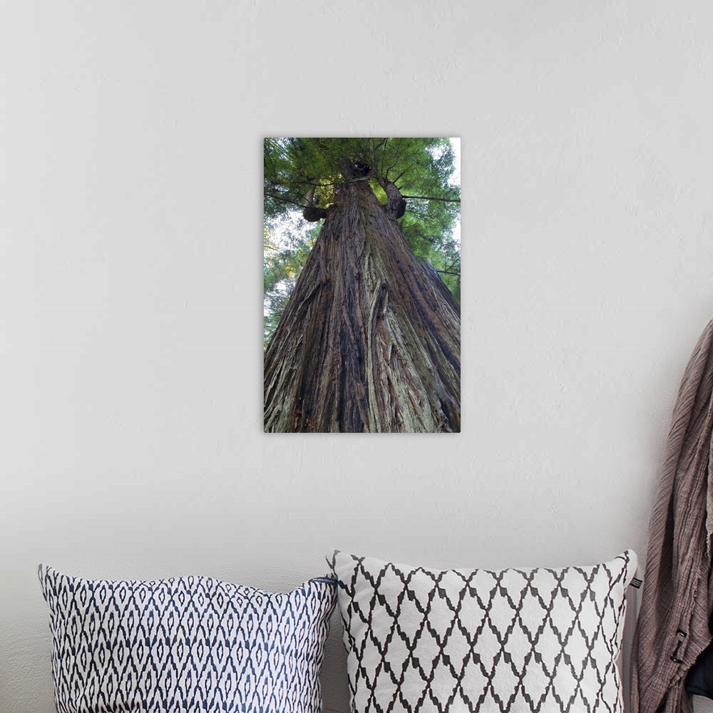 A bohemian room featuring Low-Angle View Of Redwood Tree