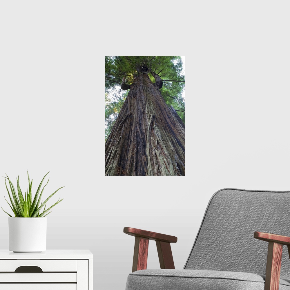 A modern room featuring Low-Angle View Of Redwood Tree