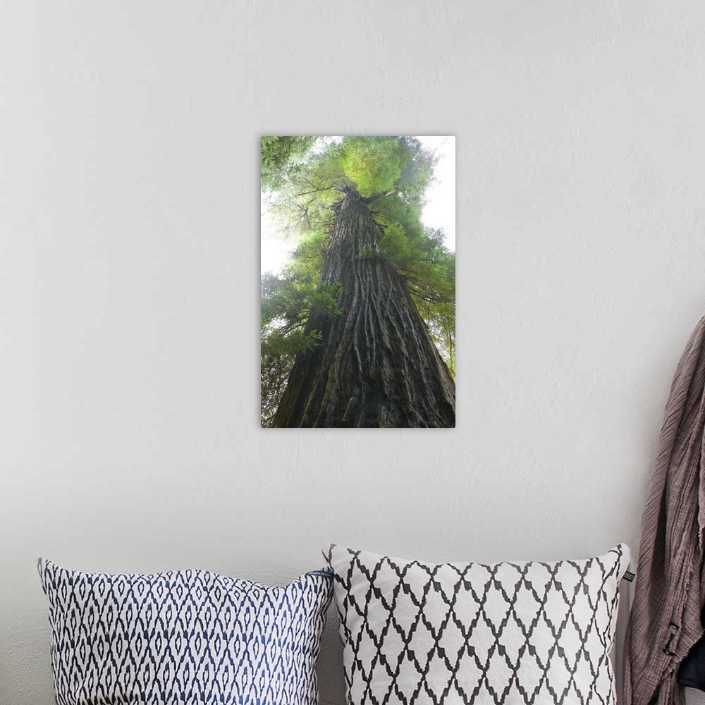 A bohemian room featuring A large piece that is a photograph taken from the bottom of an immense tree looking up toward the...