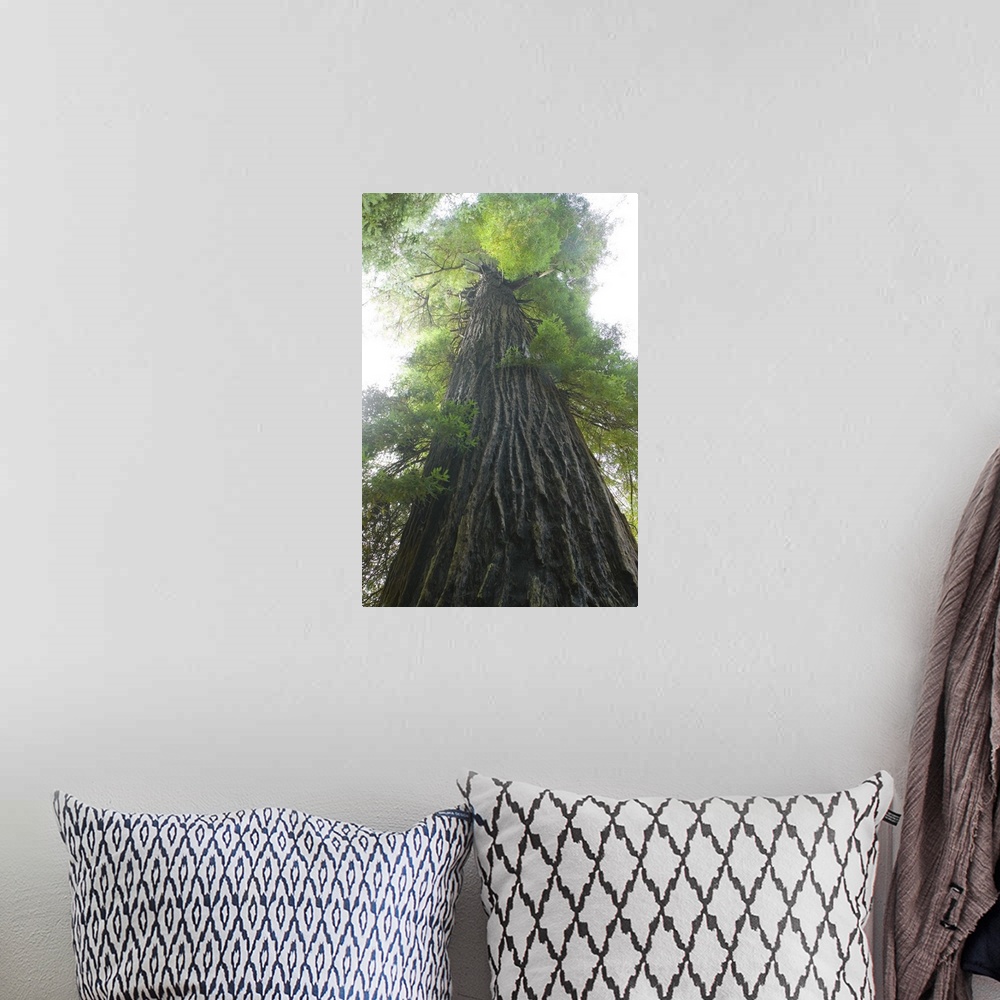 A bohemian room featuring A large piece that is a photograph taken from the bottom of an immense tree looking up toward the...
