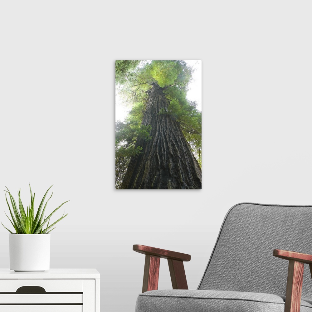 A modern room featuring A large piece that is a photograph taken from the bottom of an immense tree looking up toward the...