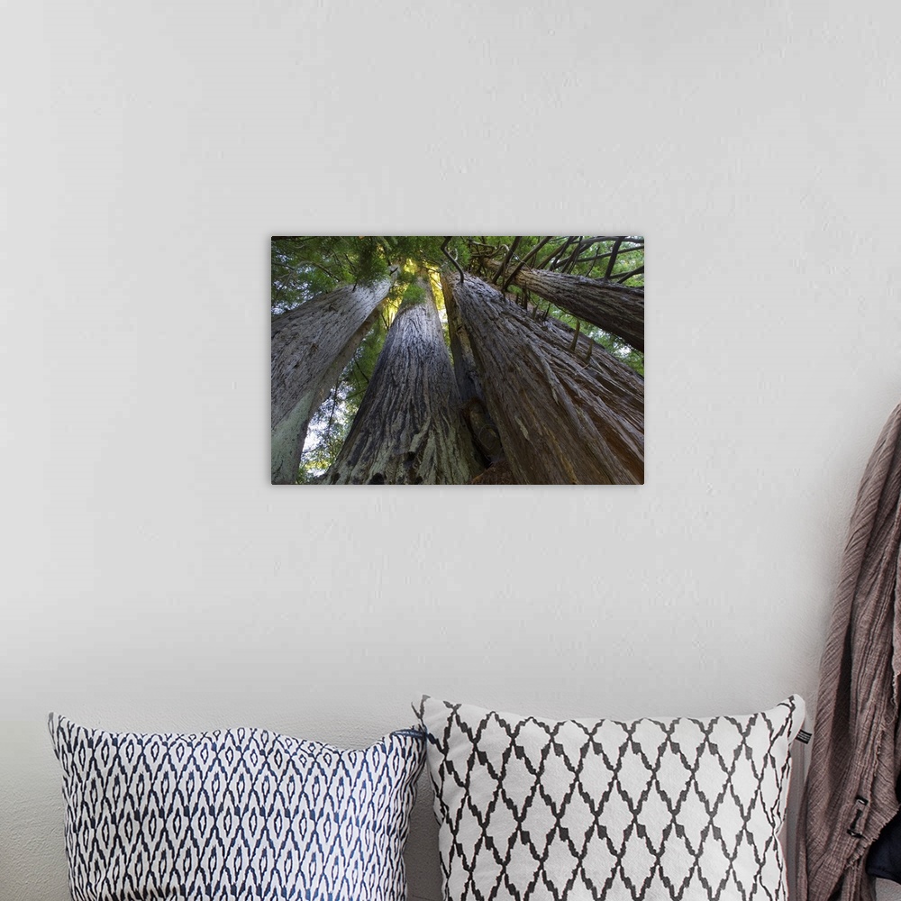 A bohemian room featuring Big canvas photo art looking upwards at tree trunks with leaves at the top.