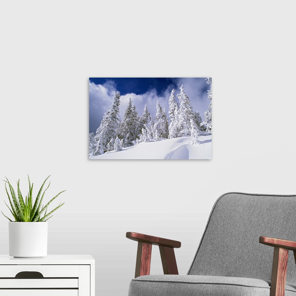 A modern room featuring Oversized landscape photograph of snow covered pine trees, taken from the lower part of a snowy h...