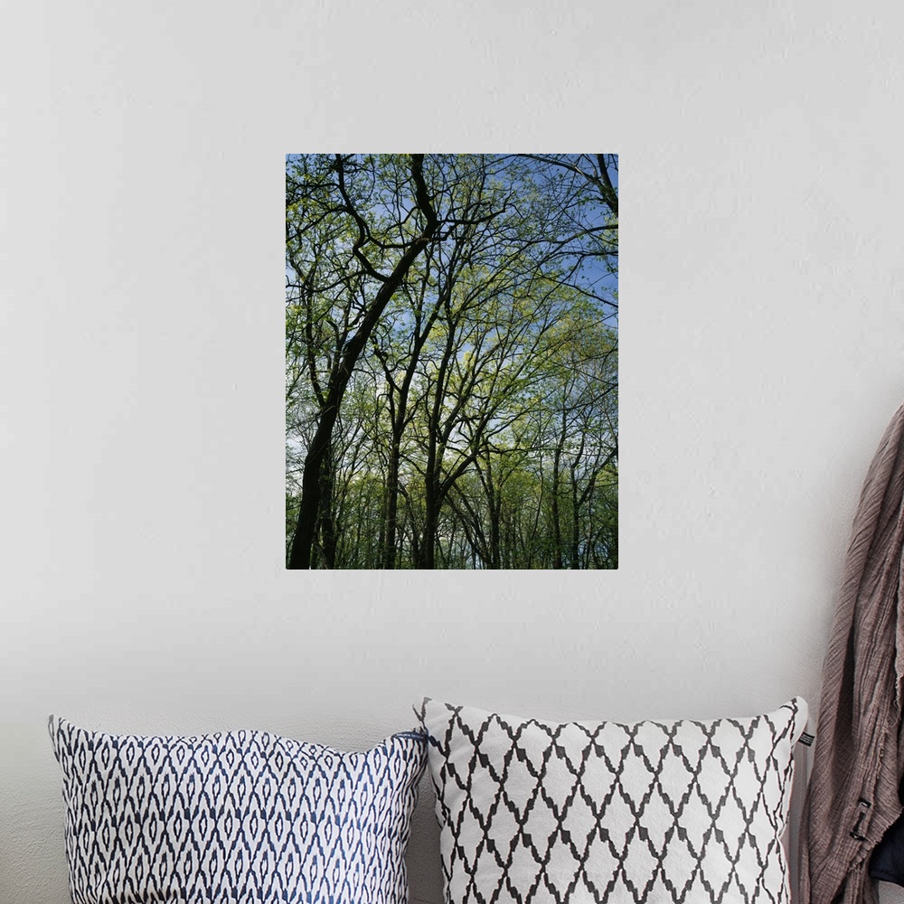 A bohemian room featuring Low angle view of spring trees, Pilot Knob State Park, Iowa