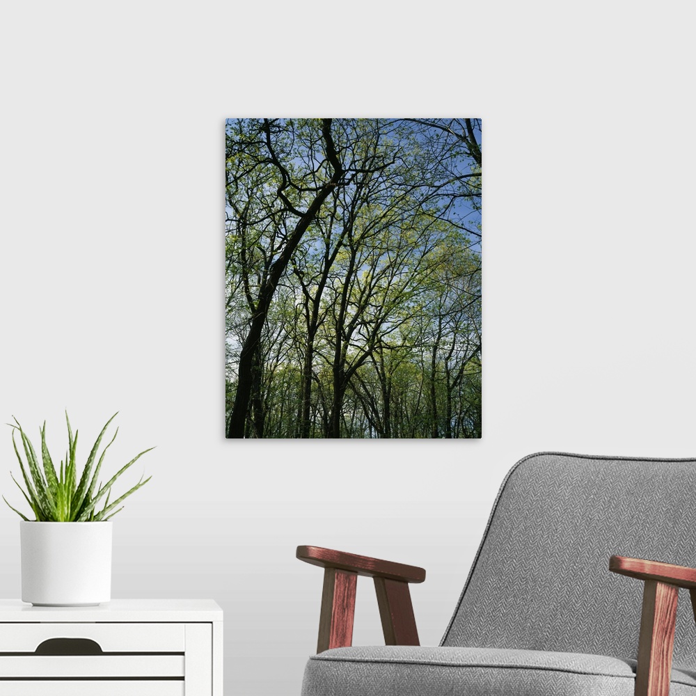 A modern room featuring Low angle view of spring trees, Pilot Knob State Park, Iowa