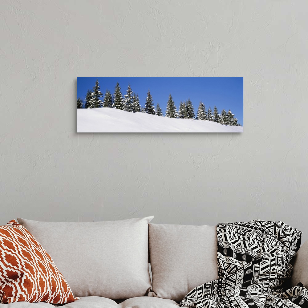 A bohemian room featuring Low angle view of Spruce trees, San Juan Mountains, Colorado