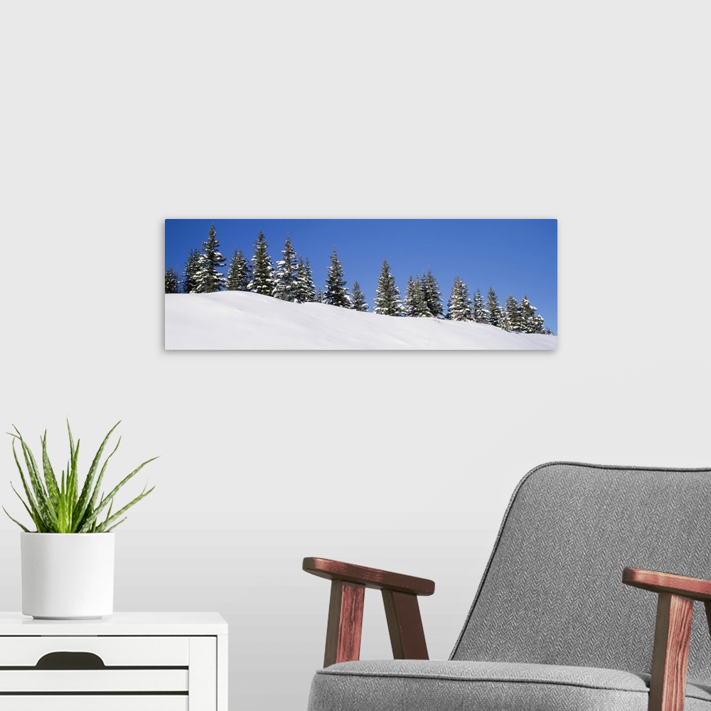 A modern room featuring Low angle view of Spruce trees, San Juan Mountains, Colorado