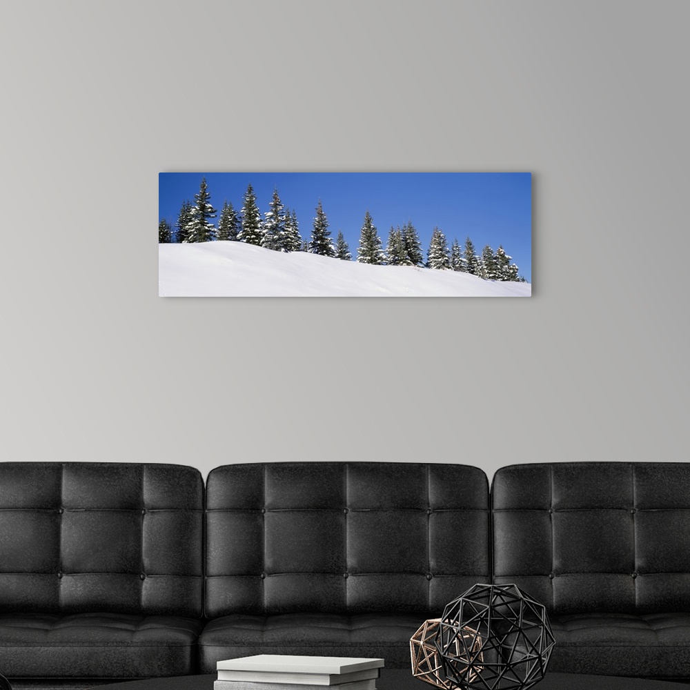 A modern room featuring Low angle view of Spruce trees, San Juan Mountains, Colorado