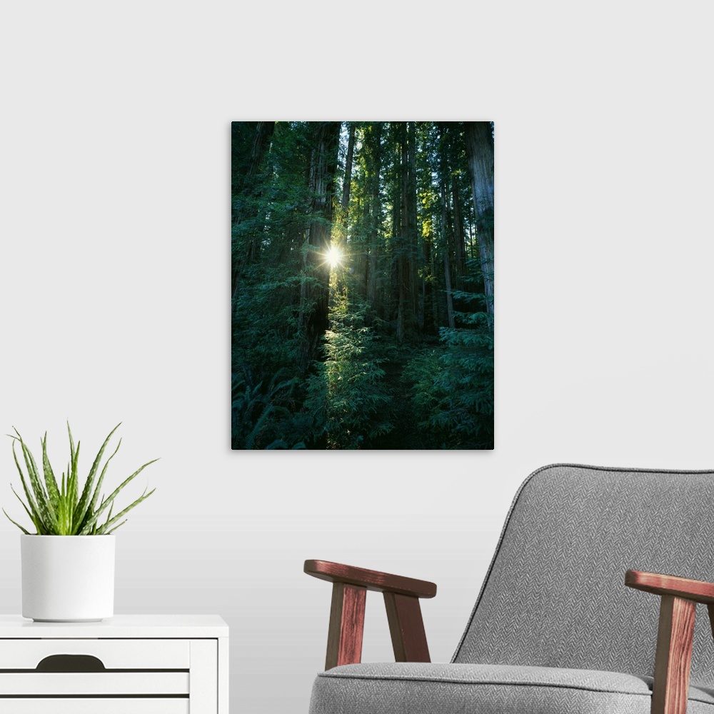 A modern room featuring Low angle view of sunstar through redwood trees, Jedediah Smith Redwoods State Park, California