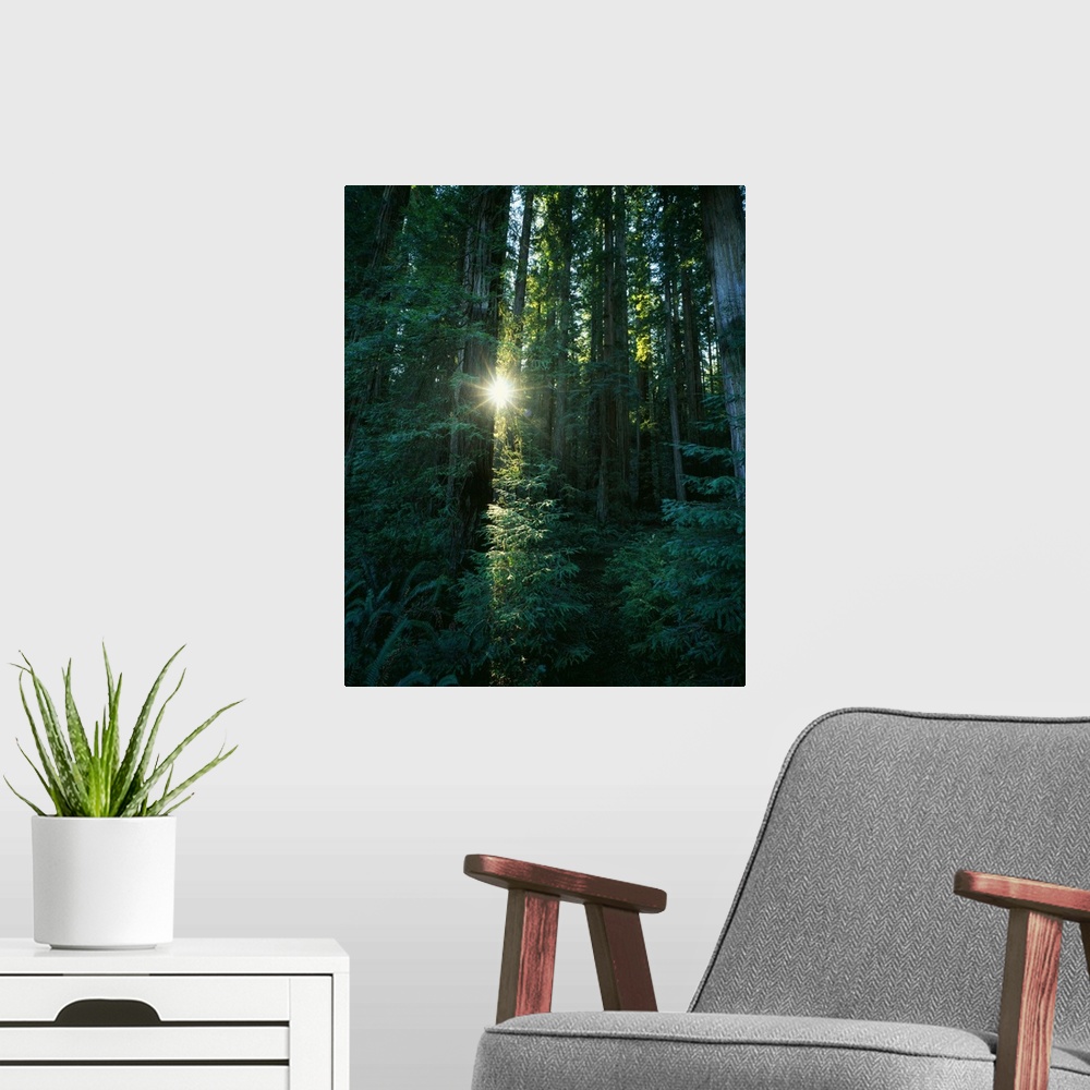A modern room featuring Low angle view of sunstar through redwood trees, Jedediah Smith Redwoods State Park, California