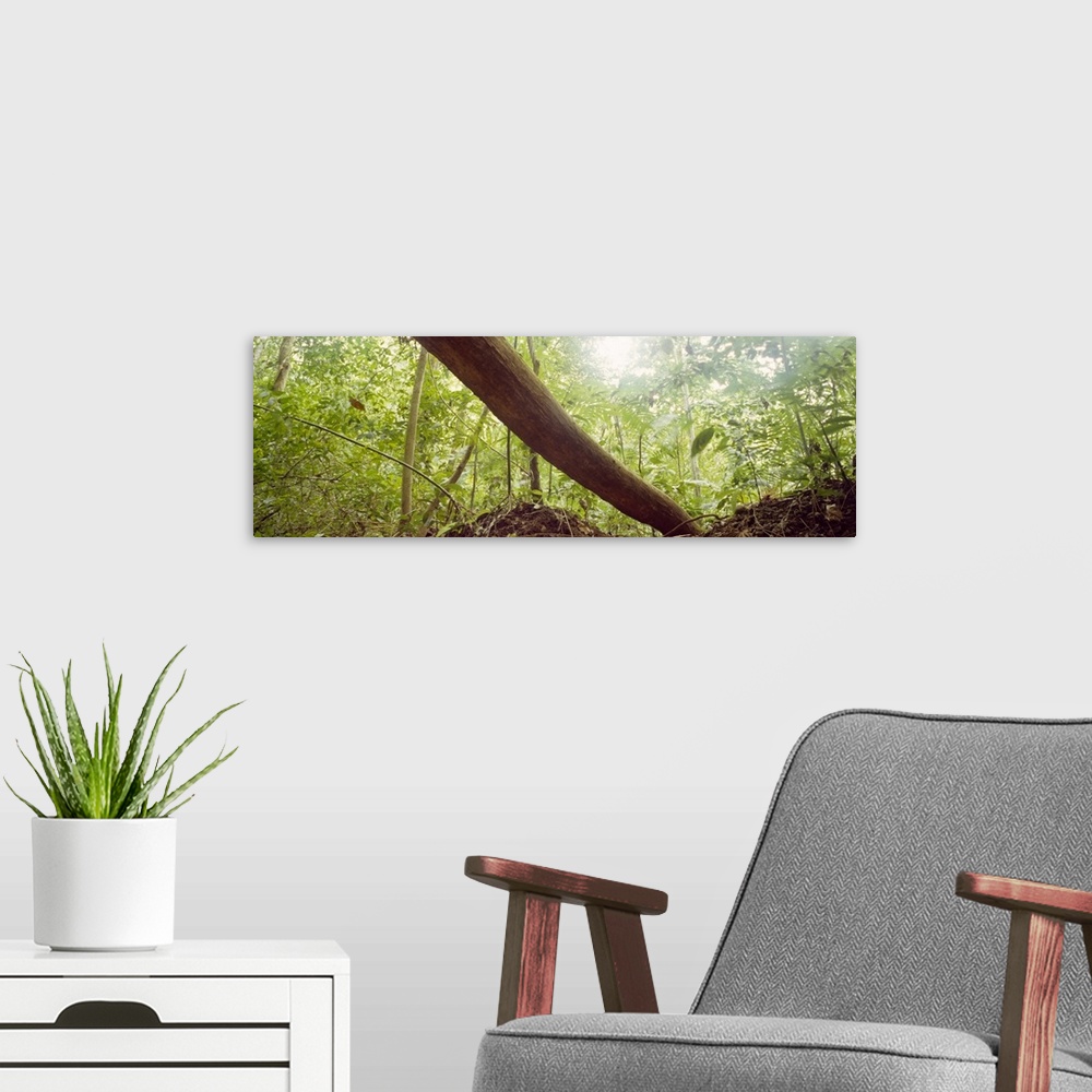 A modern room featuring Low angle view of tree trunk, Carara National Park, Costa Rica