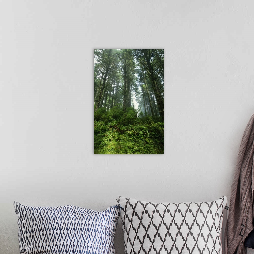 A bohemian room featuring Low angle view of trees in mist, Cascade Head, Oregon