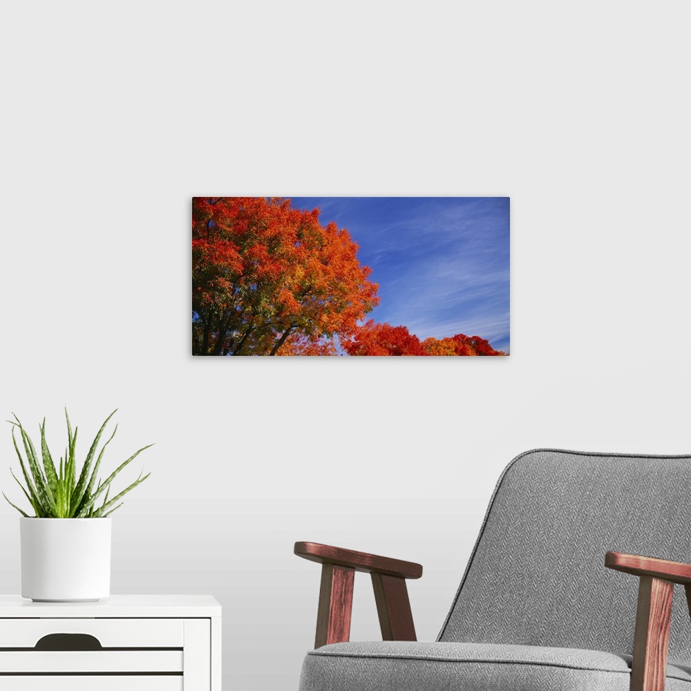 A modern room featuring Low angle view of trees with red leaves, Rocklin, Placer County, California